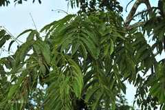 Garuga floribunda